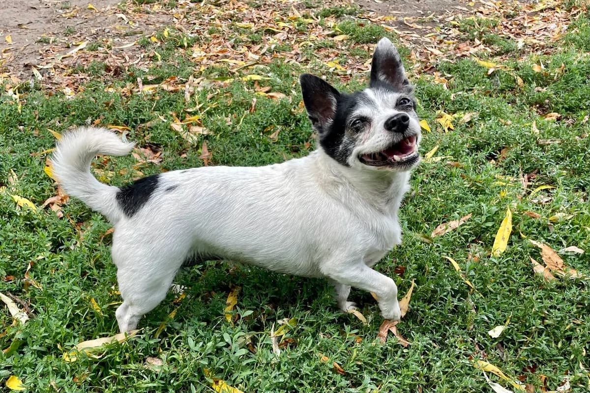 Poche, female Chihuahua for adoption at Dierenasiel Schoten, Schoten