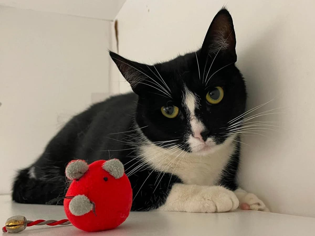 Rambo, male 3yo European Shorthair for adoption at Dierenasiel Schoten, Schoten