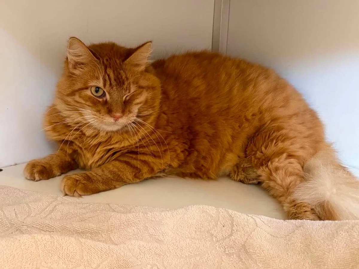 Rowan, male 3yo European Shorthair for adoption at Dierenasiel Schoten, Schoten