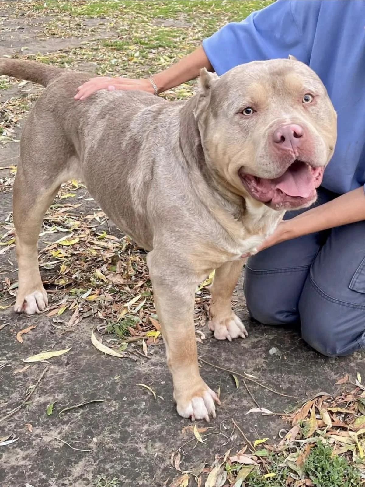 Ruger, male mixed breed for adoption at Dierenasiel Schoten, Schoten