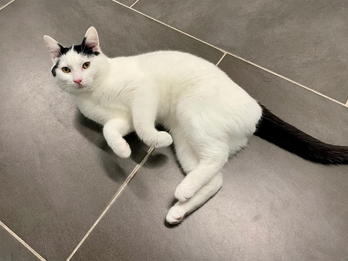 Sami, wit male puppy European Shorthair for adoption at Dierenasiel Schoten, Schoten
