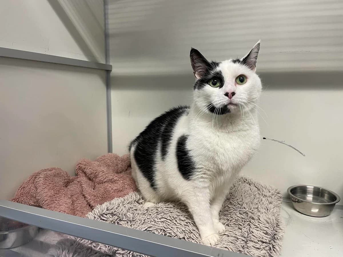Samson, male senior European Shorthair for adoption at Dierenasiel Schoten, Schoten