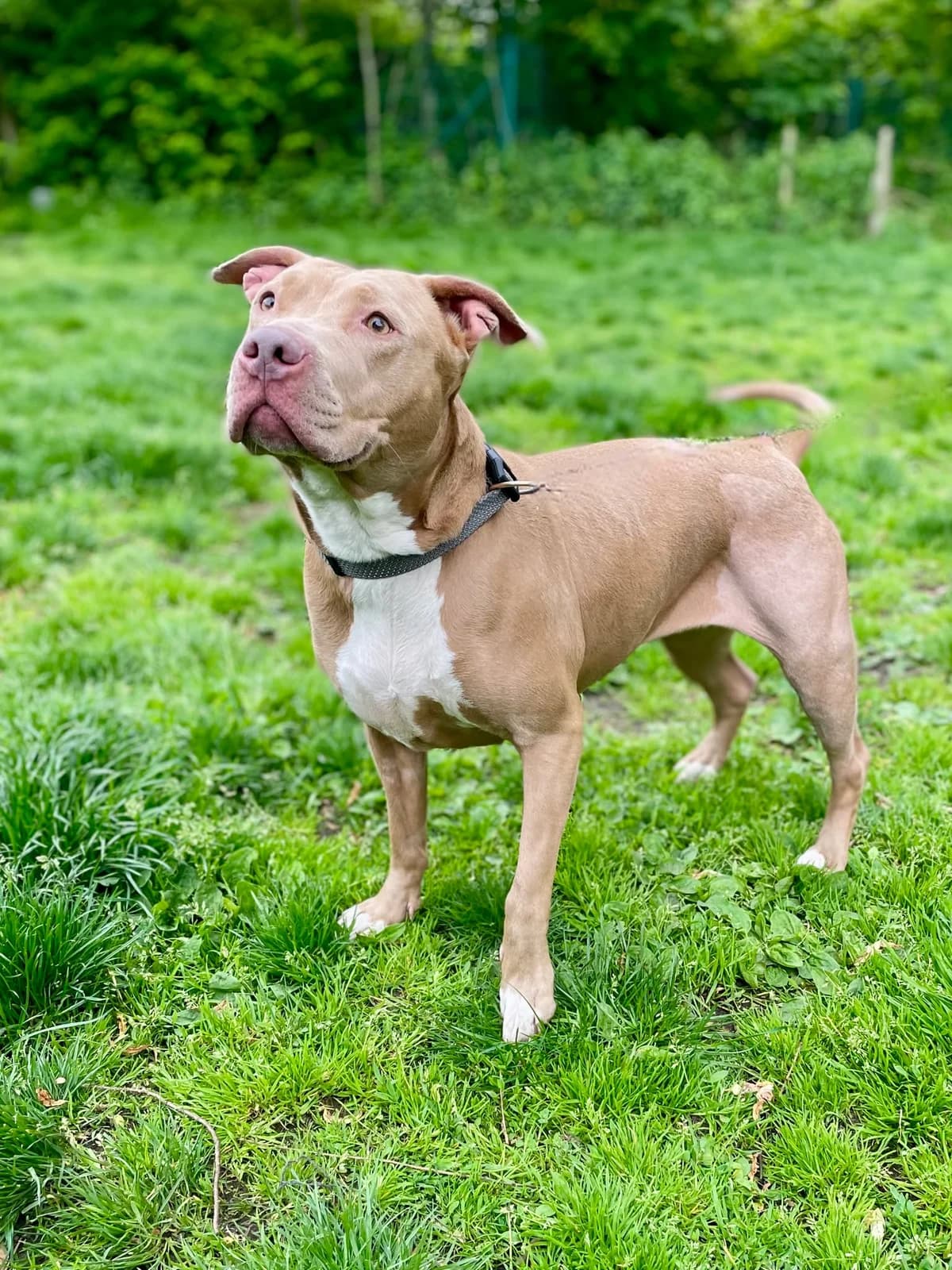 Seki, female mixed breed for adoption at Dierenasiel Schoten, Schoten