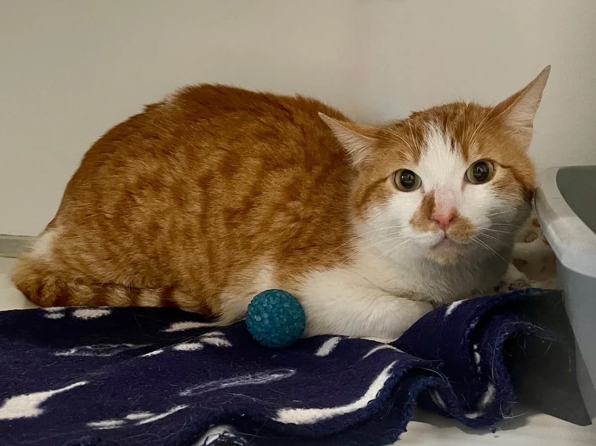 Simba, male 3yo European Shorthair for adoption at Dierenasiel Schoten, Schoten