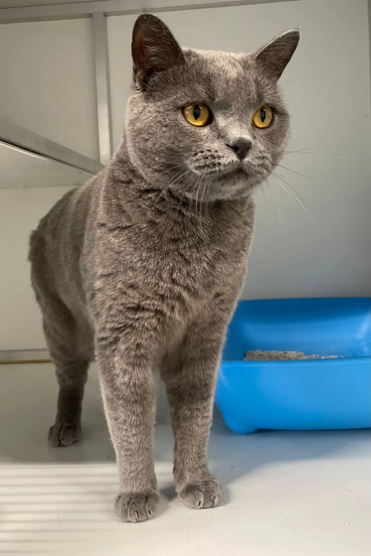 Smoke, female mixed breed for adoption at Dierenasiel Schoten, Schoten