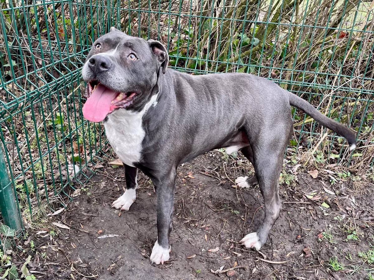 Strong, male American Staffordshire Terrier for adoption at Dierenasiel Schoten, Schoten