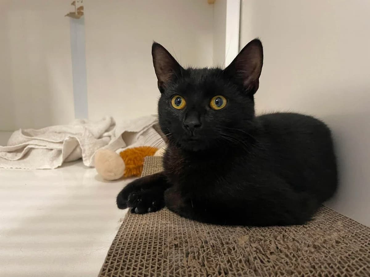 Sushi, female puppy European Shorthair for adoption at Dierenasiel Schoten, Schoten