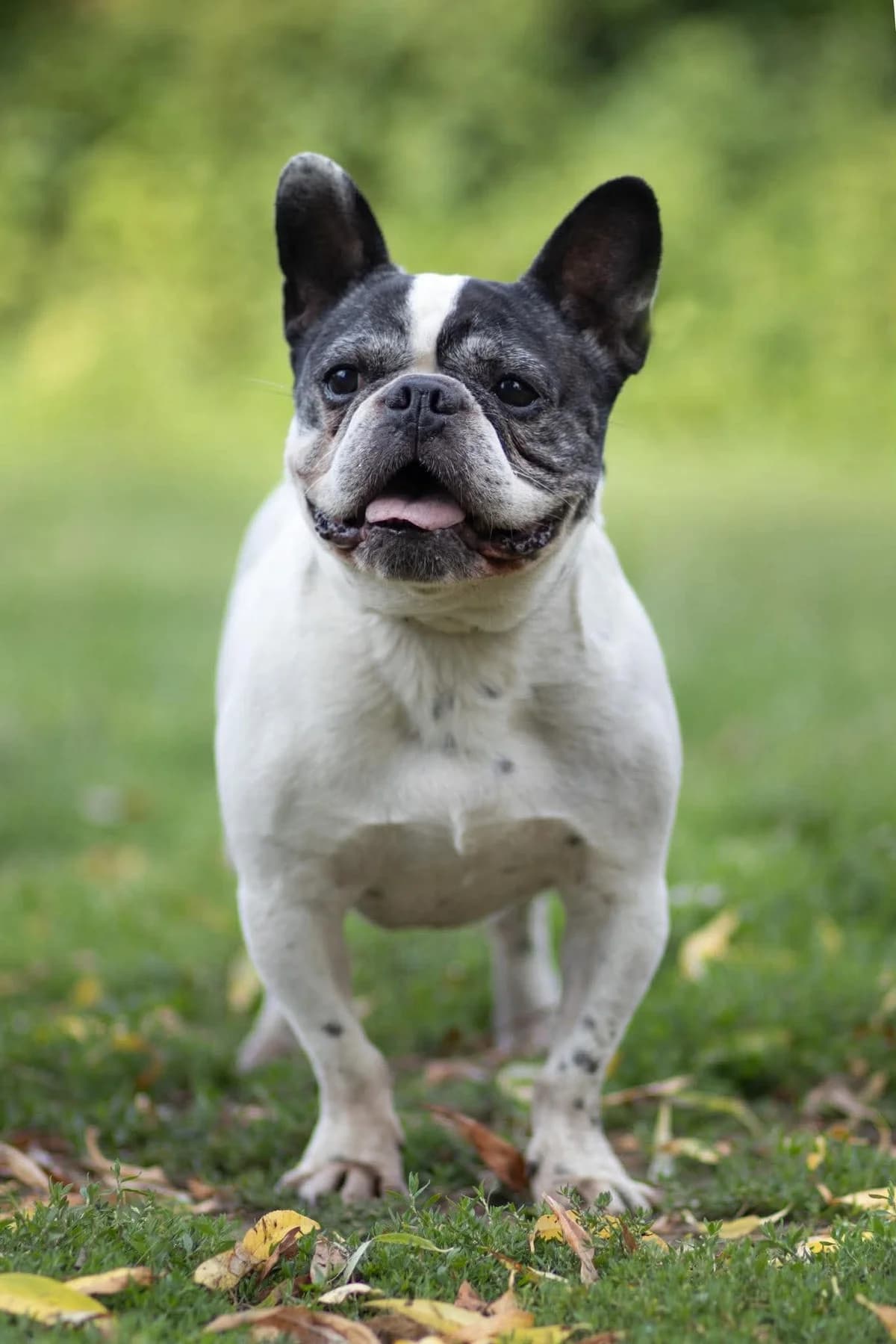 Tayson, male English Bulldog for adoption at Dierenasiel Schoten, Schoten