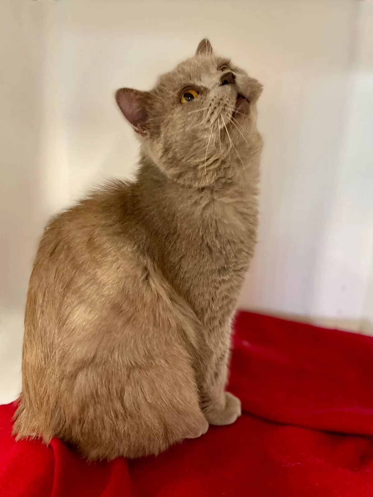 Teddy, male European Shorthair for adoption at Dierenasiel Schoten, Schoten