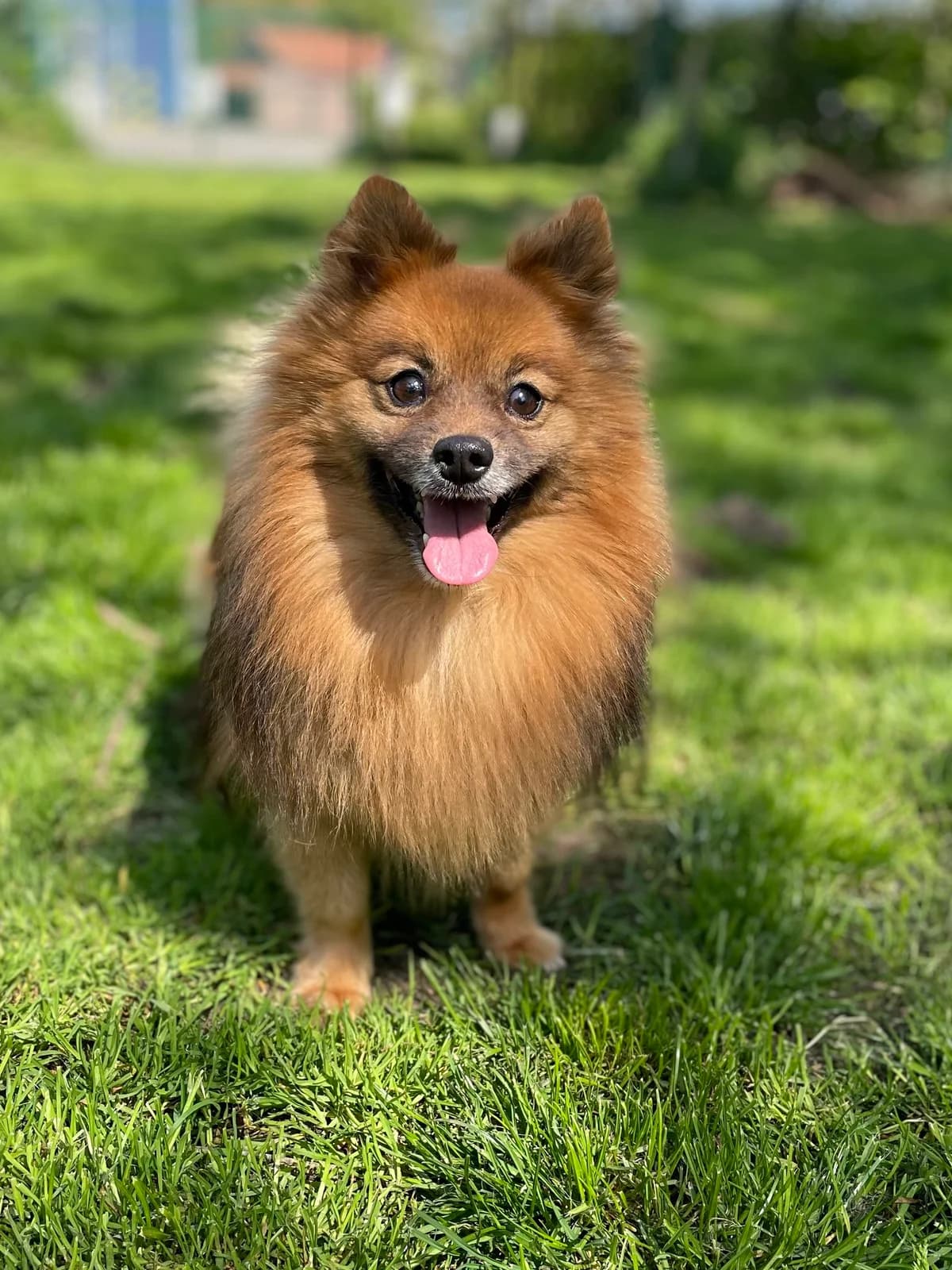 Thor, male Keeshond for adoption at Dierenasiel Schoten, Schoten