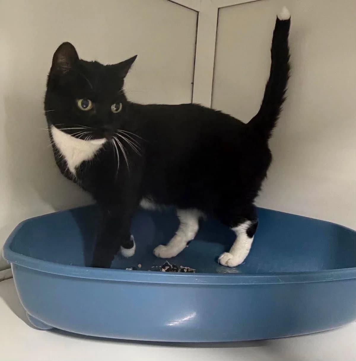 Tiano, male 3yo European Shorthair for adoption at Dierenasiel Schoten, Schoten