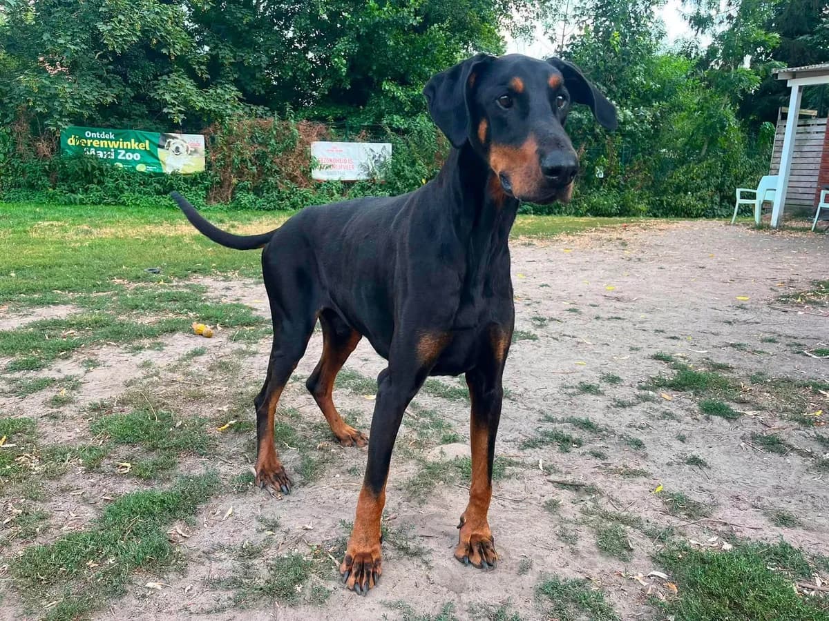Tommy, male Doberman for adoption at Dierenasiel Schoten, Schoten