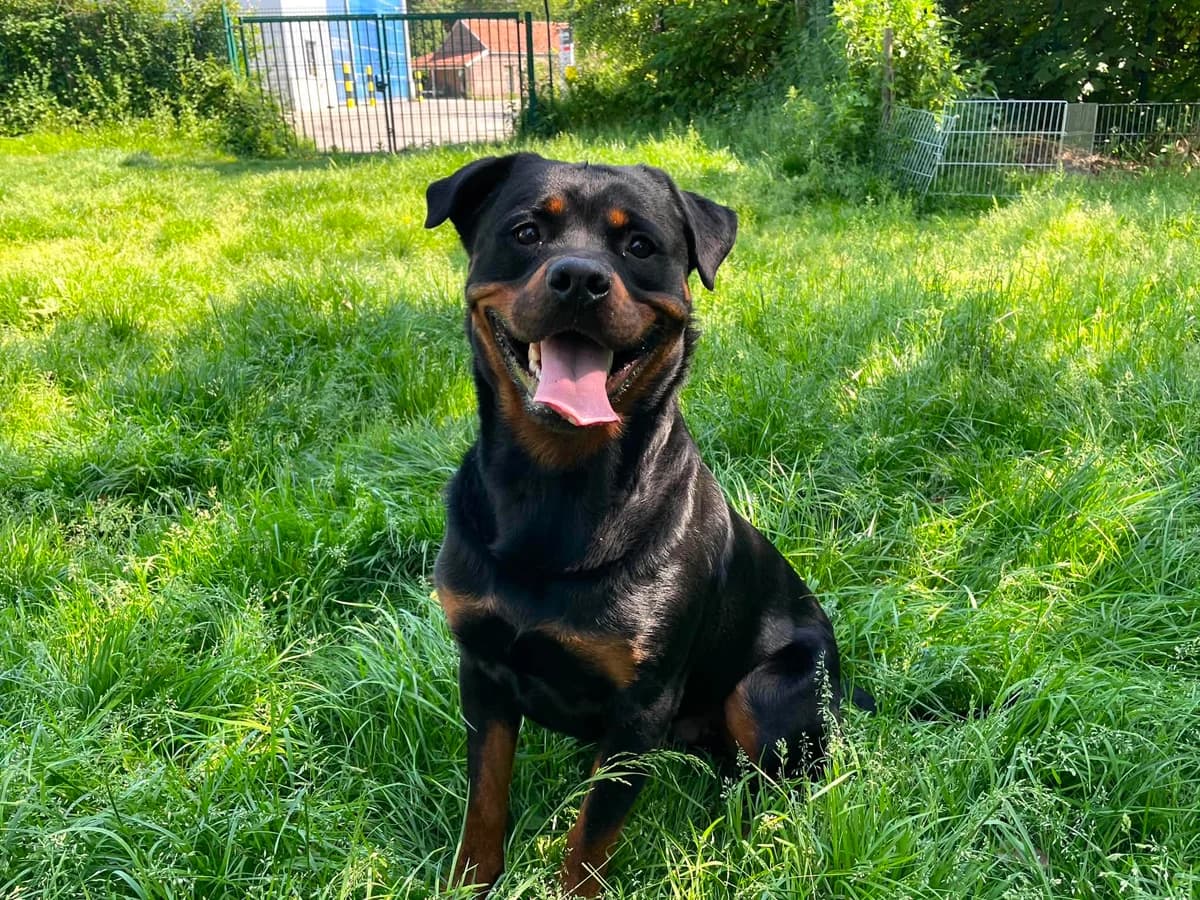 Wolf, male Rottweiler for adoption at Dierenasiel Schoten, Schoten