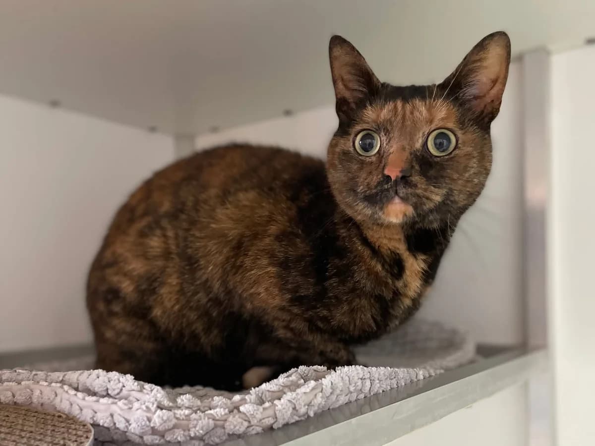 Yoeki, female 3yo European Shorthair for adoption at Dierenasiel Schoten, Schoten