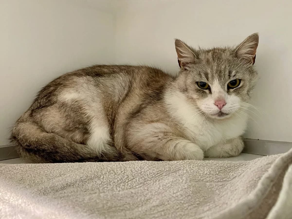Ziggy, male senior European Shorthair for adoption at Dierenasiel Schoten, Schoten