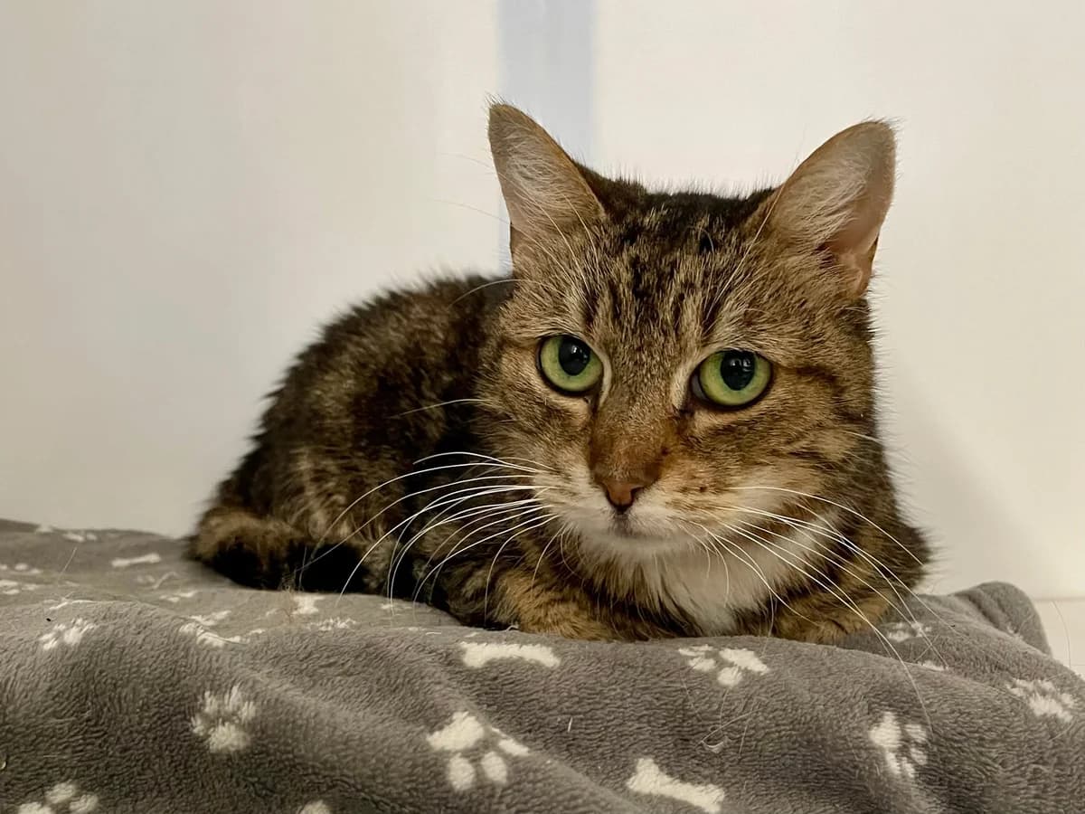 Zita, female European Shorthair for adoption at Dierenasiel Schoten, Schoten
