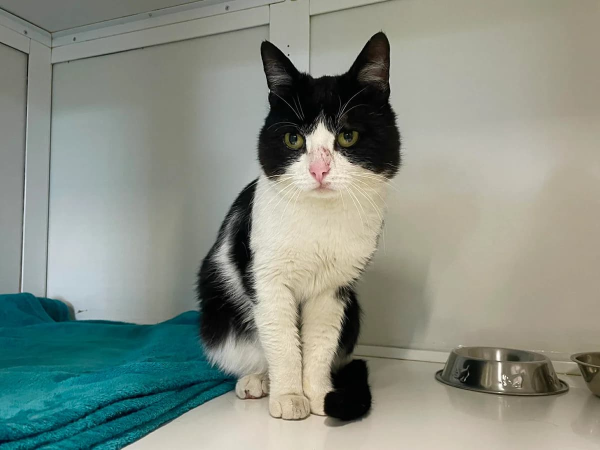 Zorro, male European Shorthair for adoption at Dierenasiel Schoten, Schoten