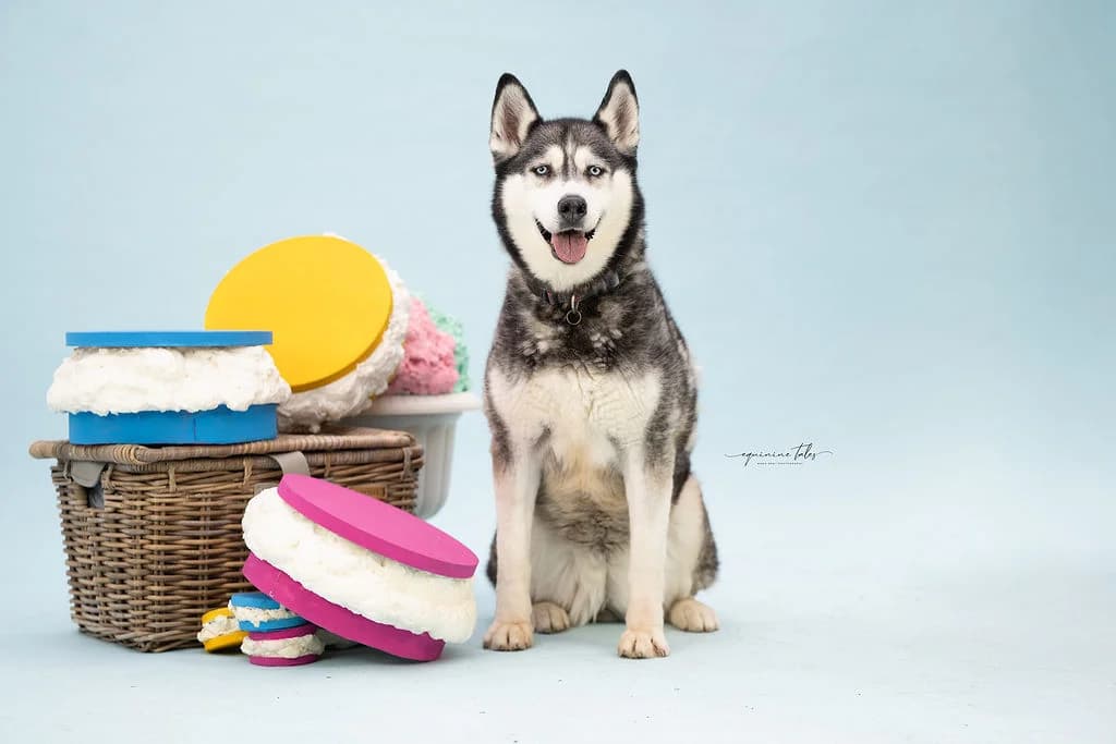 Wolf, Zwart-wit female senior Husky for adoption at Dierenasiel Sint-Hubertus, Aalst