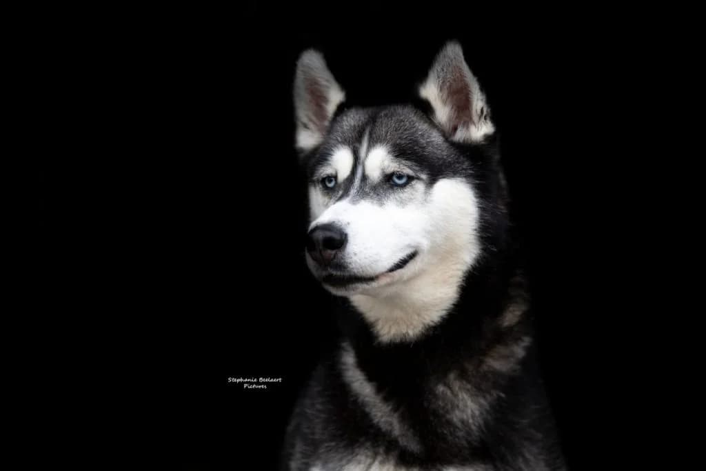 Wolf, Zwart-wit female Husky for adoption at Dierenasiel Sint-Hubertus, Aalst — photo 2 of 3