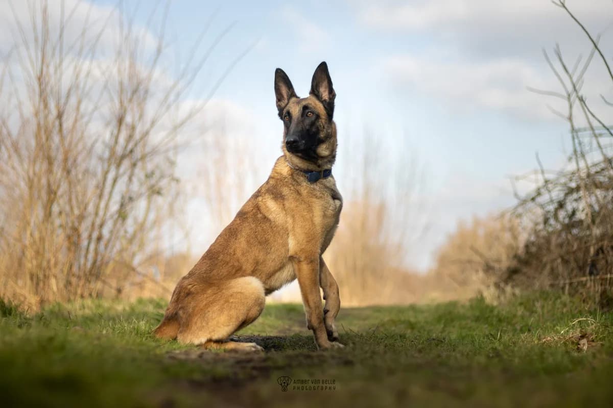 Dina, Beige female mixed breed for adoption at Dierenasiel Sint-Hubertus, Aalst