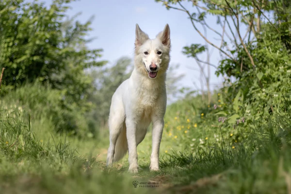 Sarabi, Wit female mixed breed for adoption at Dierenasiel Sint-Hubertus, Aalst