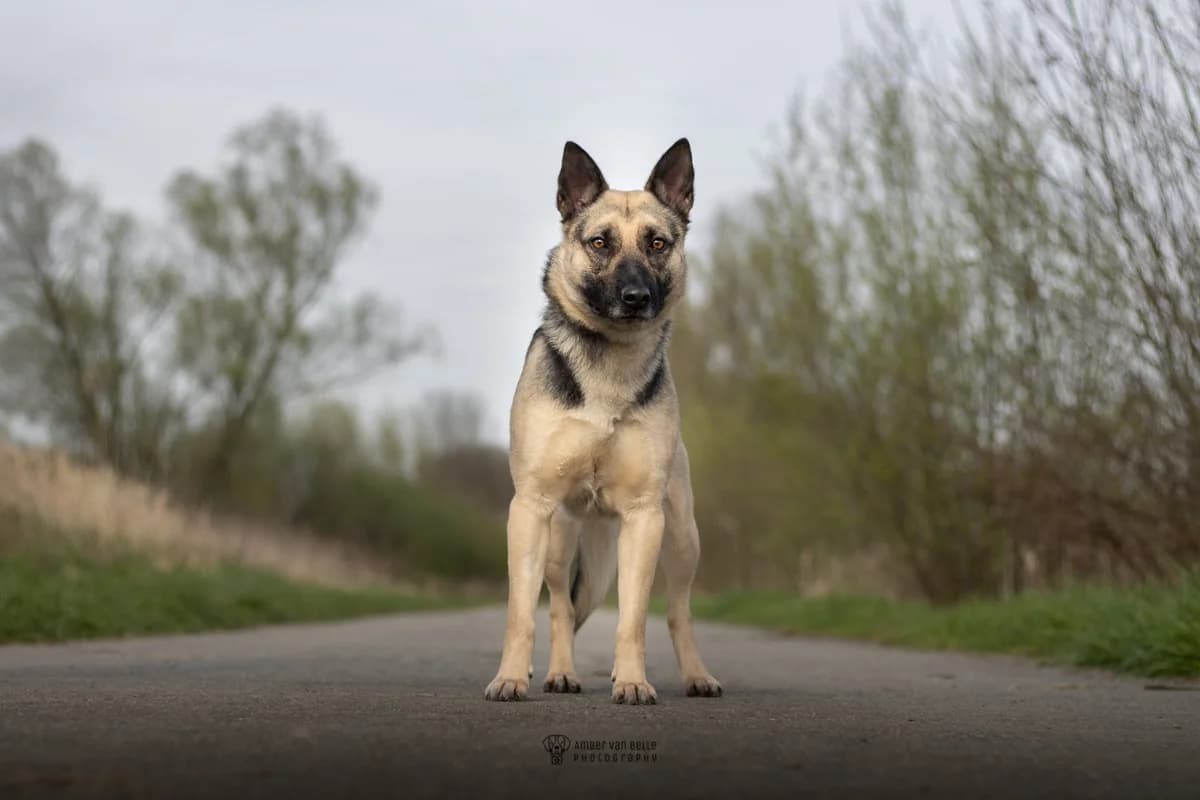 Alaska, black and tan female young Husky for adoption at Dierenasiel Sint-Hubertus, Aalst