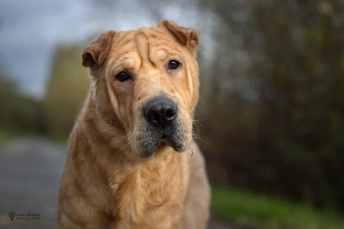Kimbo, beige male 7yo Shar Pei for adoption at Dierenasiel Sint-Hubertus, Aalst