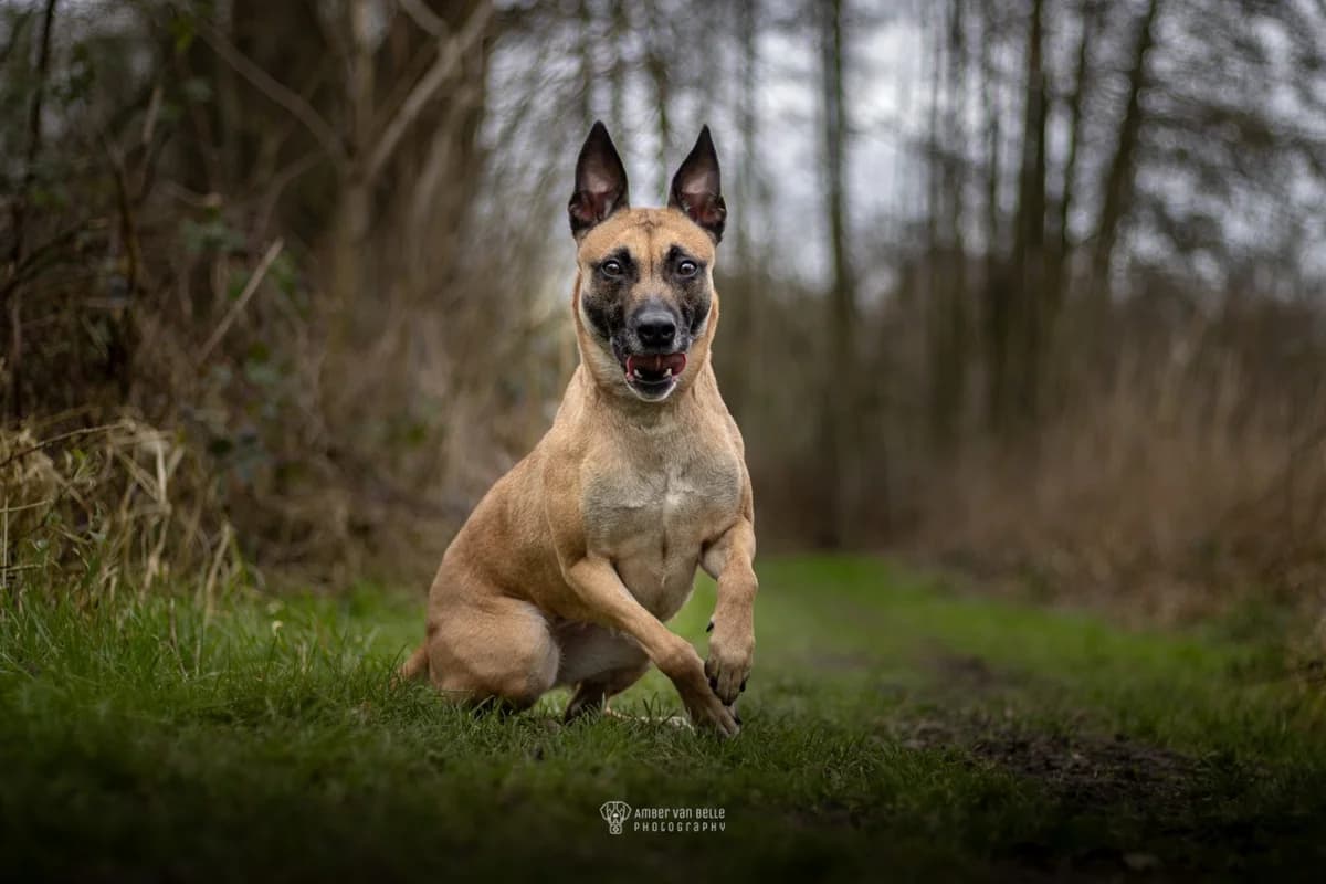 Lana, bruin female 5yo mixed breed for adoption at Dierenasiel Sint-Hubertus, Aalst