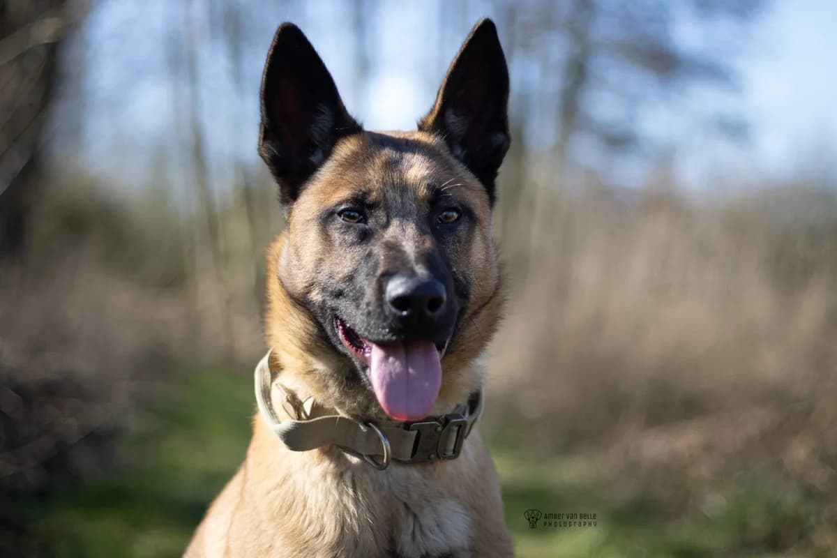 Broly, bruin male young mixed breed for adoption at Dierenasiel Sint-Hubertus, Aalst