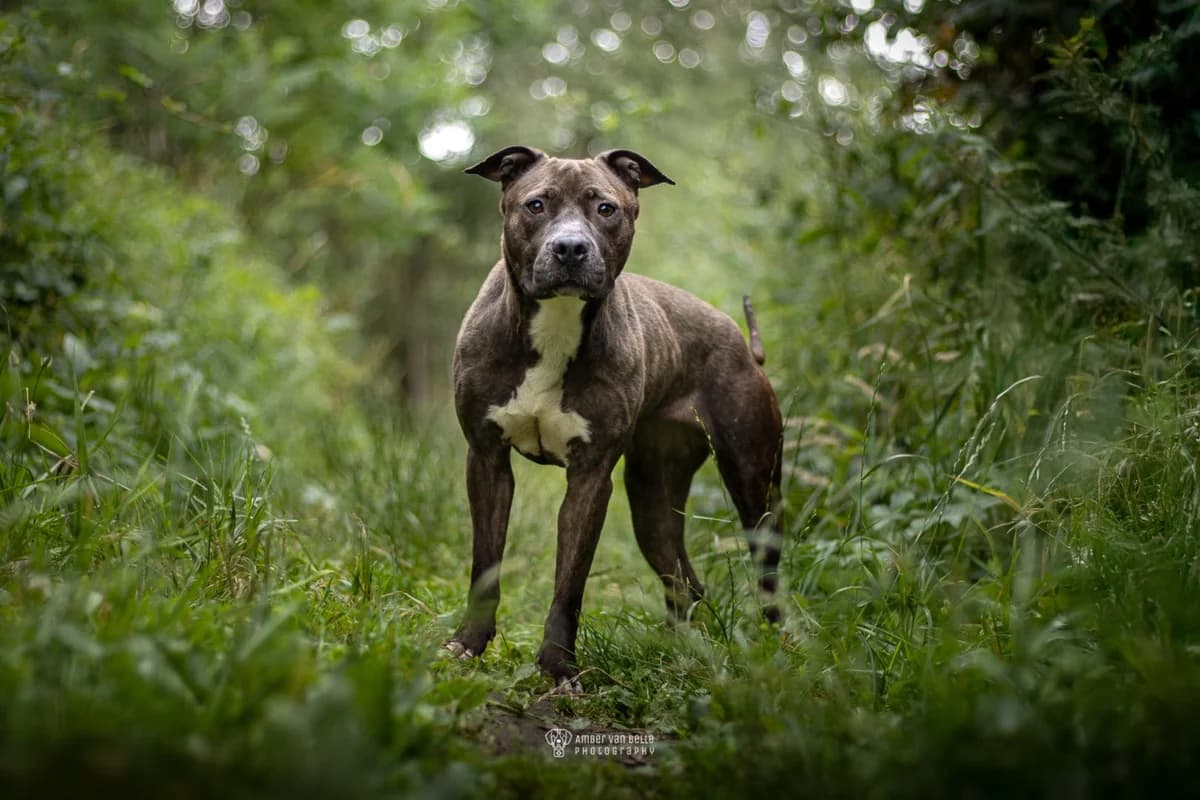 Haka, brindle female mixed breed for adoption at Dierenasiel Sint-Hubertus, Aalst