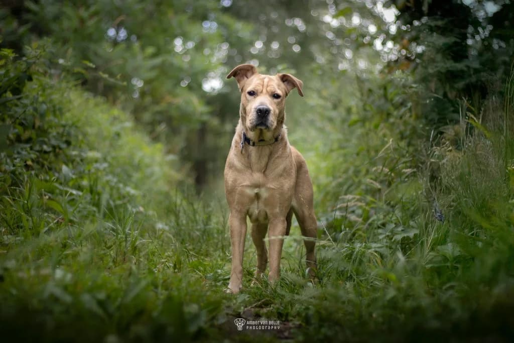 Violet, blond female Shar Pei for adoption at Dierenasiel Sint-Hubertus, Aalst — photo 2 of 3