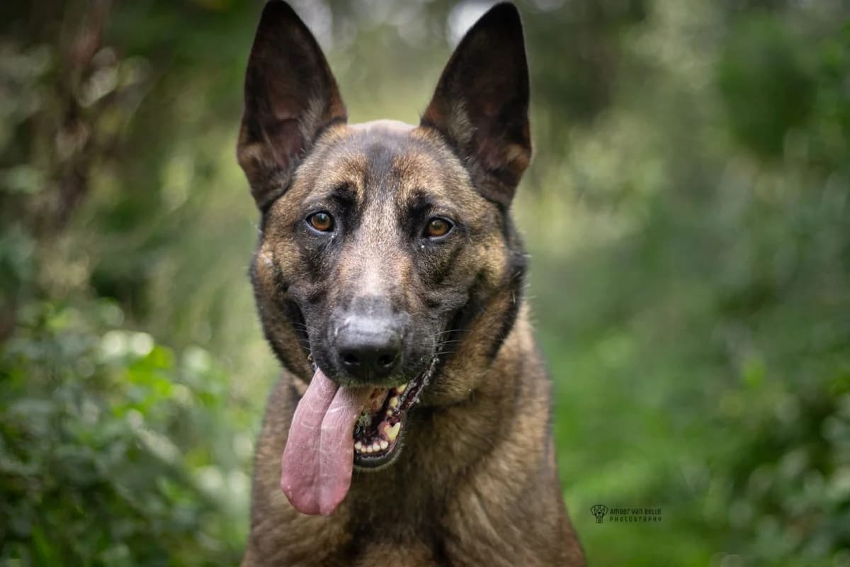 Chicka, bruin female mixed breed for adoption at Dierenasiel Sint-Hubertus, Aalst