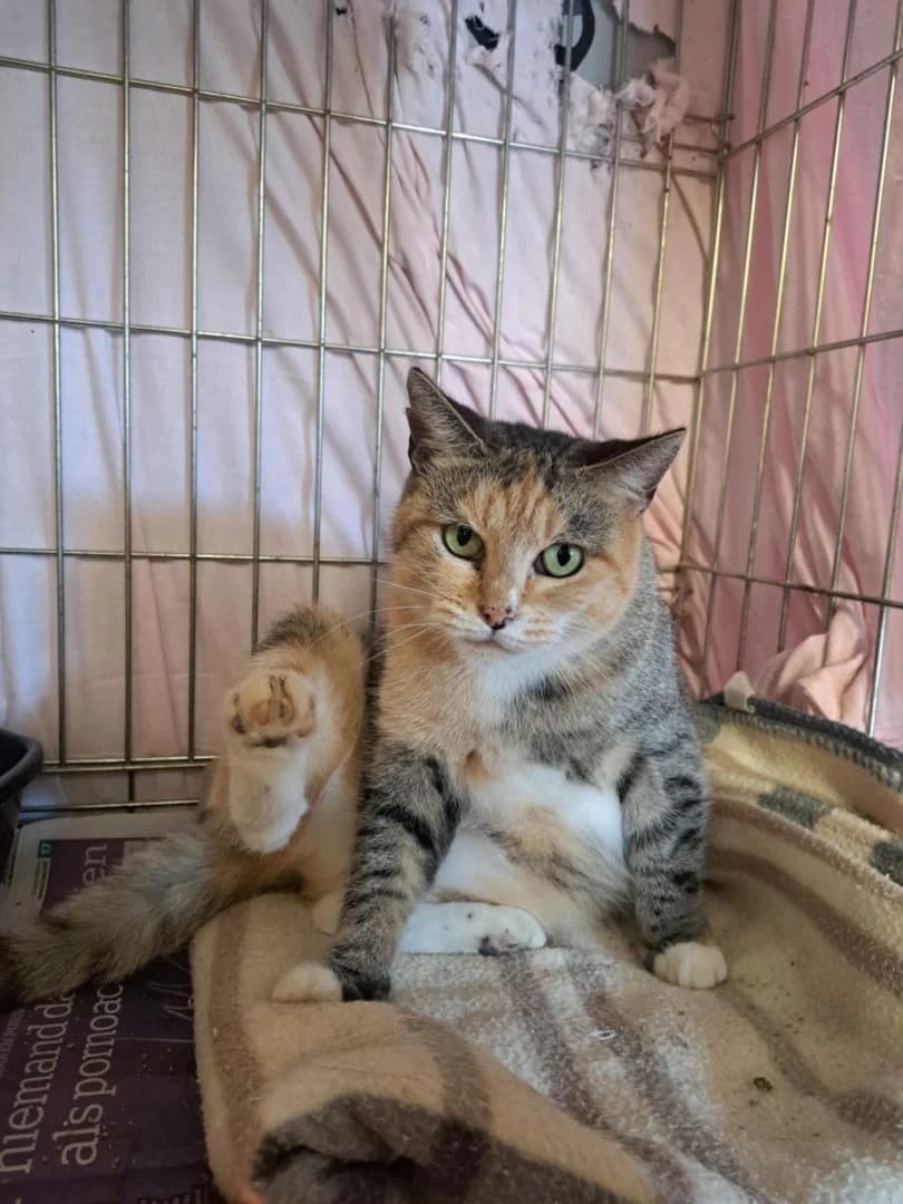 Keira, tricolor female European Shorthair for adoption at Dierenasiel Sint-Hubertus, Aalst