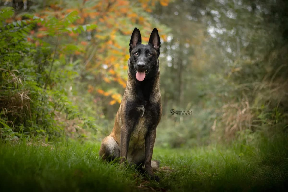 Oona, Grijs-zwart female 3yo mixed breed for adoption at Dierenasiel Sint-Hubertus, Aalst