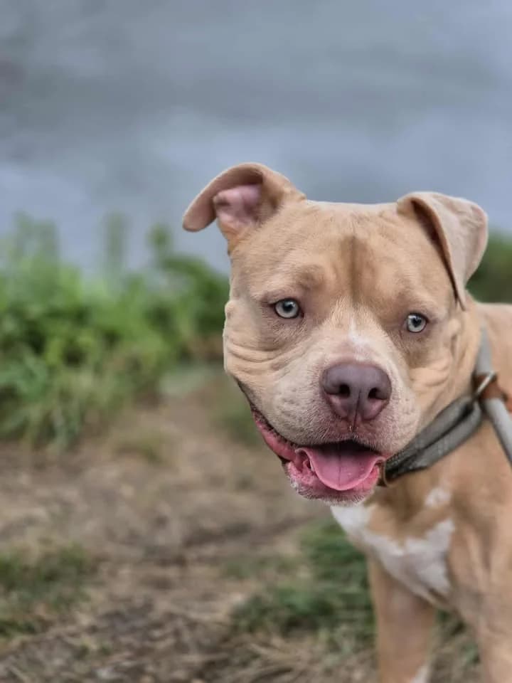 Rambo, red merle male American Bully for adoption at Dierenasiel Sint-Hubertus, Aalst