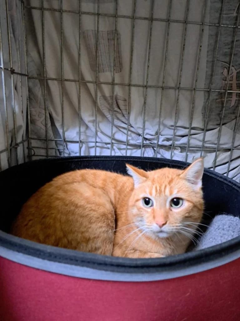 Tommy, vos male European Shorthair for adoption at Dierenasiel Sint-Hubertus, Aalst — photo 2 of 3