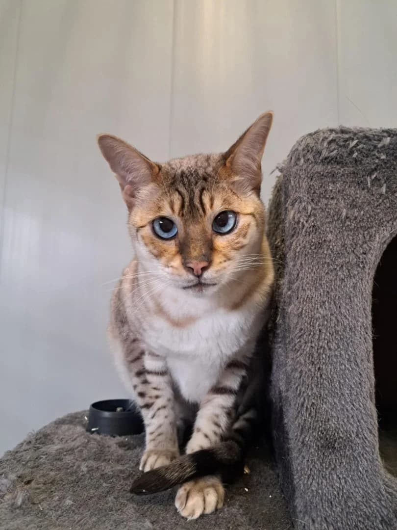 Rex, Snow male mixed breed for adoption at Dierenasiel Sint-Hubertus, Aalst