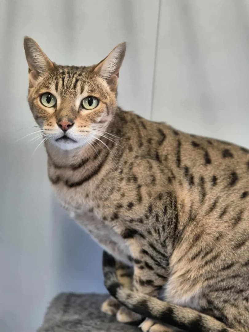 Rambo, black spotted tabby male 7yo mixed breed for adoption at Dierenasiel Sint-Hubertus, Aalst