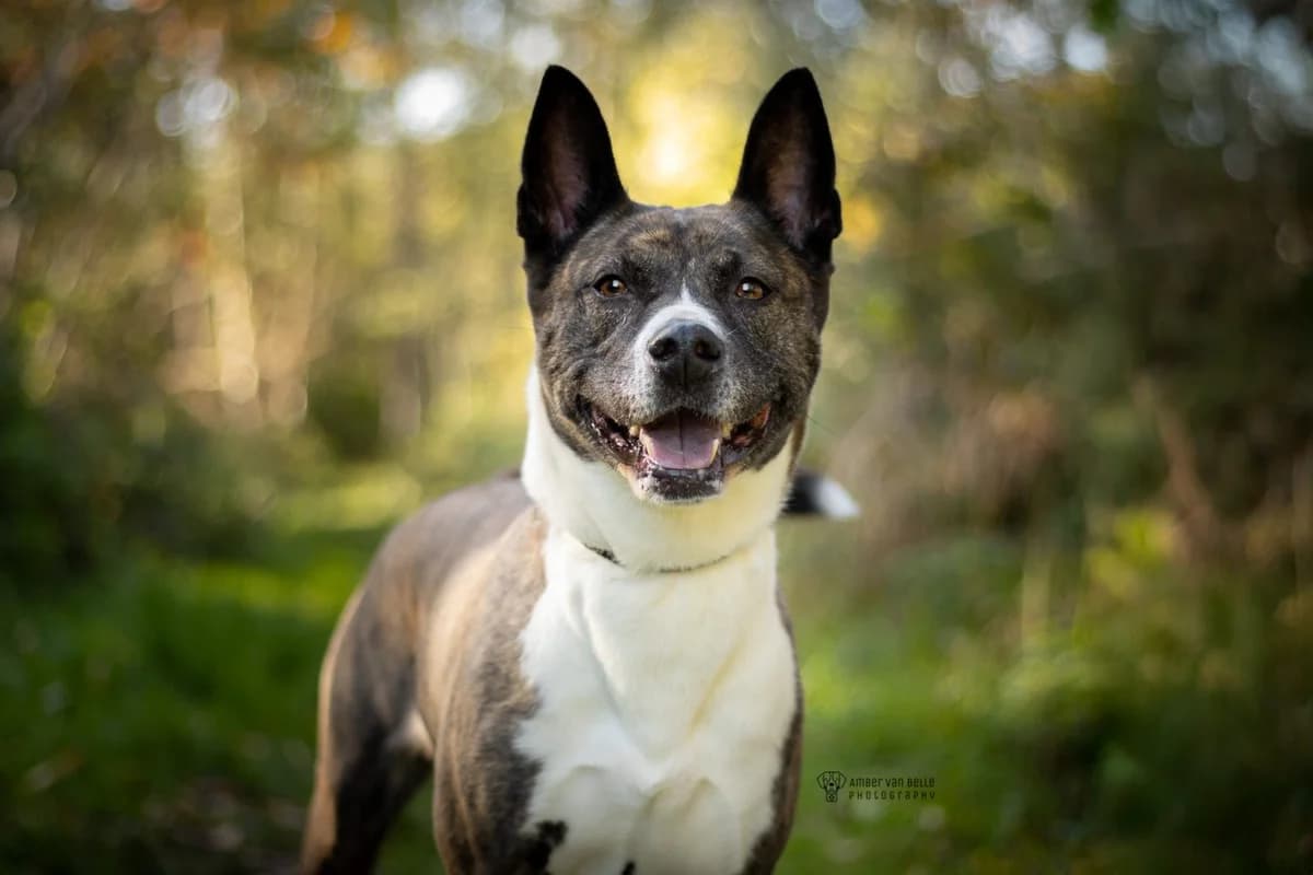 Nara, Brindle-wit female Akita for adoption at Dierenasiel Sint-Hubertus, Aalst