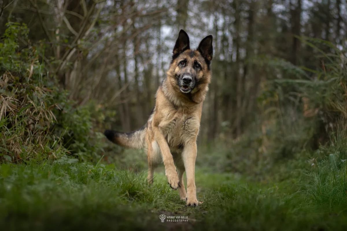Woogie, Zwart-bruin female 4yo mixed breed for adoption at Dierenasiel Sint-Hubertus, Aalst