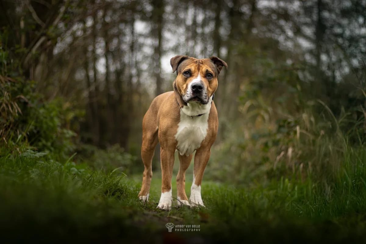 Speedy, Bruin-wit male mixed breed for adoption at Dierenasiel Sint-Hubertus, Aalst