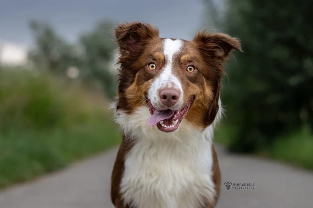 Falco, tricolor male Border Collie for adoption at Dierenasiel Sint-Hubertus, Aalst — photo 2 of 3