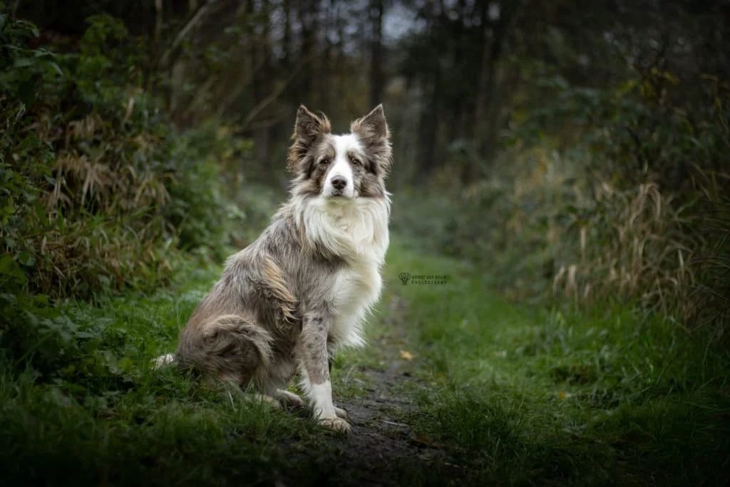 Kenai, Red merle male Border Collie for adoption at Dierenasiel Sint-Hubertus, Aalst — photo 2 of 3