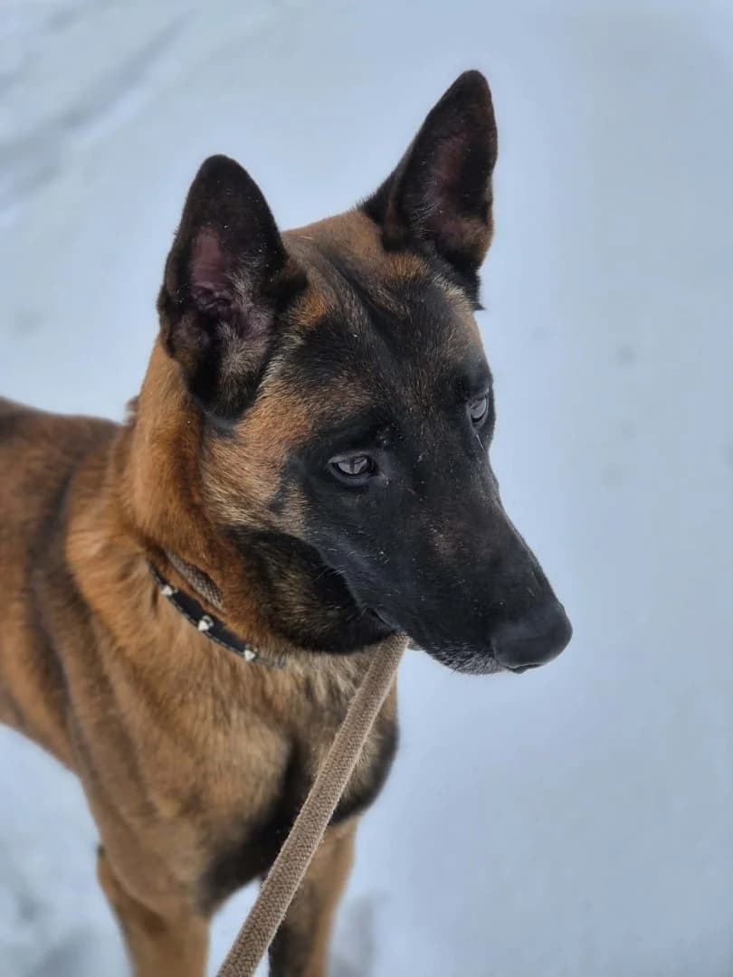 Barry, Bruin male mixed breed for adoption at Dierenasiel Sint-Hubertus, Aalst