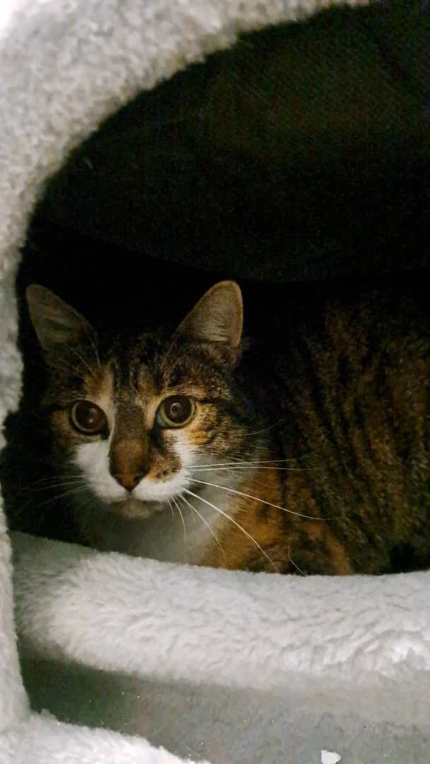 Dottie, tricolor female European Shorthair for adoption at Dierenasiel Sint-Hubertus, Aalst