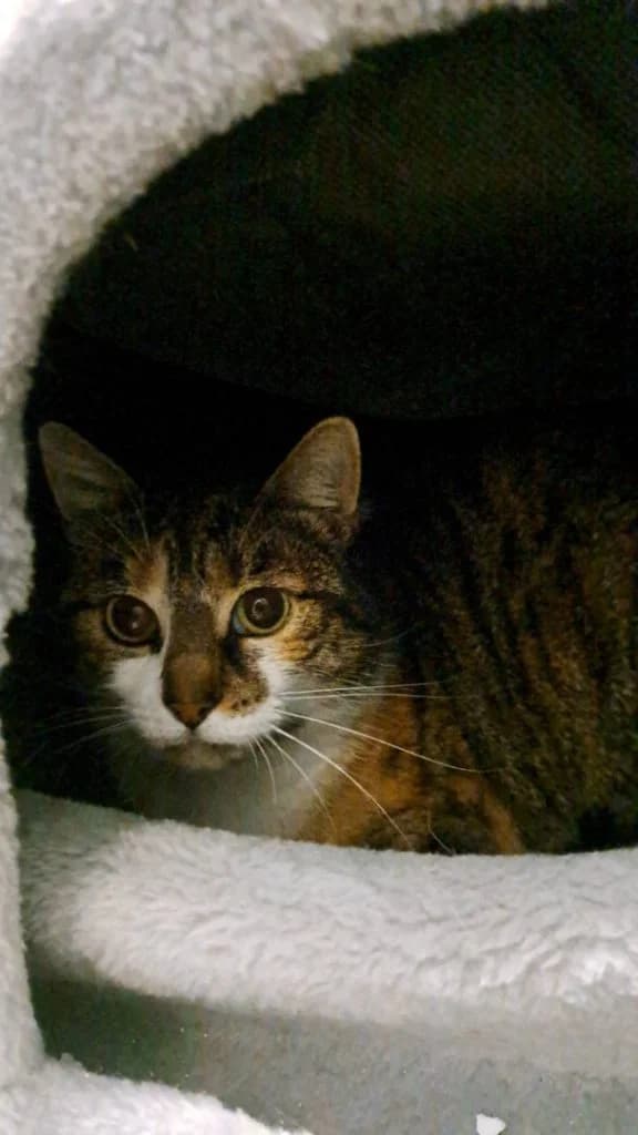 Dottie, tricolor female European Shorthair for adoption at Dierenasiel Sint-Hubertus, Aalst — photo 2 of 3