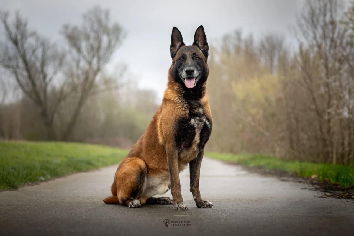 Wilton, Geslacht  mixed breed for adoption at Dierenasiel Sint-Hubertus, Aalst