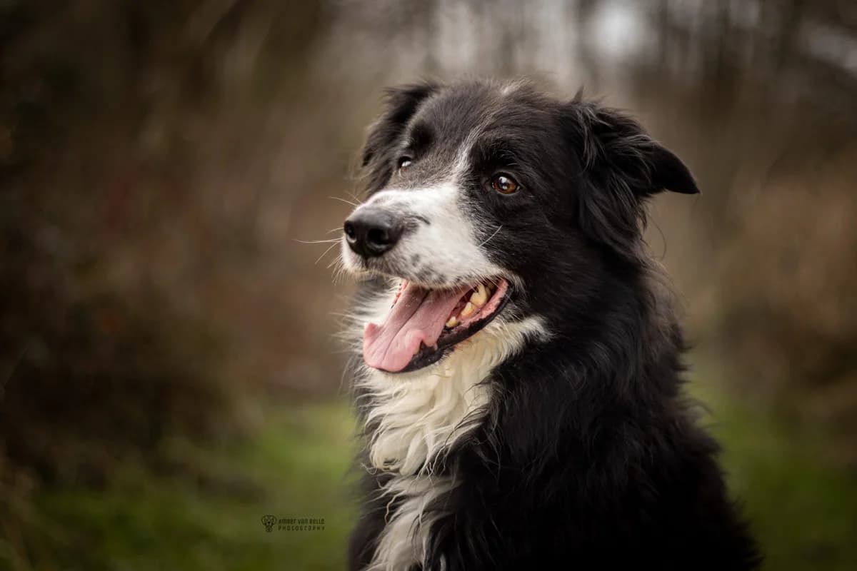 Ares, Zwart-wit male Border Collie for adoption at Dierenasiel Sint-Hubertus, Aalst