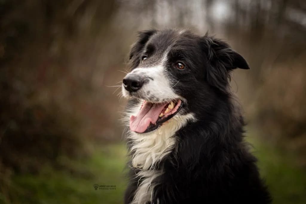 Ares, Zwart-wit male Border Collie for adoption at Dierenasiel Sint-Hubertus, Aalst — photo 2 of 3
