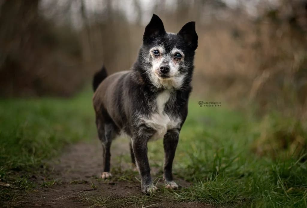 Laika, Zwart female Chihuahua for adoption at Dierenasiel Sint-Hubertus, Aalst — photo 2 of 3